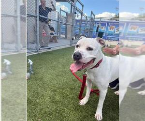 American Bulldog-Unknown Mix Dogs for adoption in Pearland, TX, USA