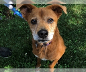 Beaglier Dogs for adoption in Hampton Bays, NY, USA