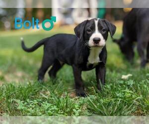 Labrador Retriever-Staffordshire Bull Terrier Mix Dogs for adoption in Forest, VA, USA