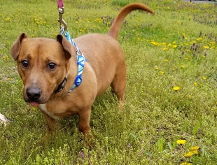 Basset Hound-Labrador Retriever Mix Dogs for adoption in Morganville, NJ, USA