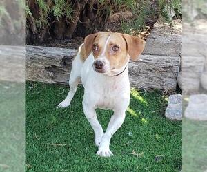 Rat Terrier Dogs for adoption in Albuquerque, NM, USA