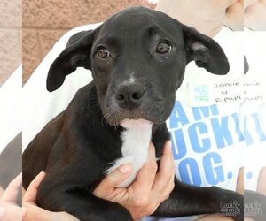 Labrador Retriever-Unknown Mix Dogs for adoption in Washington, DC, USA