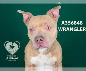 American Pit Bull Terrier Dogs for adoption in Stockton, CA, USA