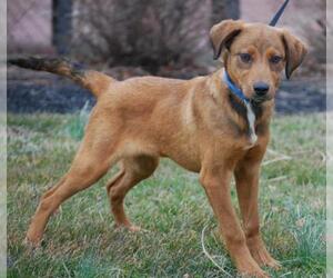German Shepherd Dog-Unknown Mix Dogs for adoption in Chesapeake City, MD, USA