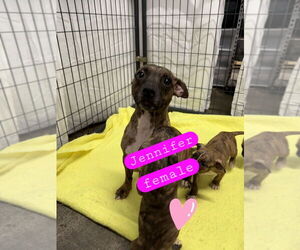 Mutt Dogs for adoption in Evansville, IN, USA