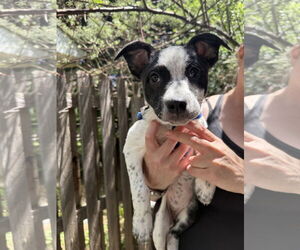 Mutt Dogs for adoption in Fort Collins, CO, USA
