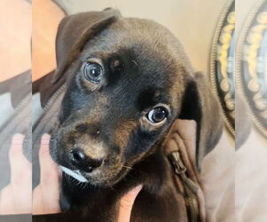 Labrador Retriever-Unknown Mix Dogs for adoption in Germantown, OH, USA