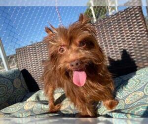 Norfolk Terrier Dogs for adoption in  Ramona, CA, USA