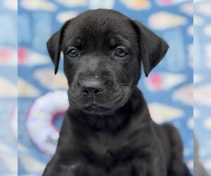 Labrador Retriever-Unknown Mix Dogs for adoption in San Diego, CA, USA
