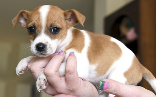 Chihuahua Dogs for adoption in Tehachapi, CA, USA