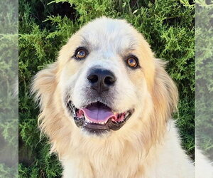 Golden Retriever Dogs for adoption in Albuquerque, NM, USA