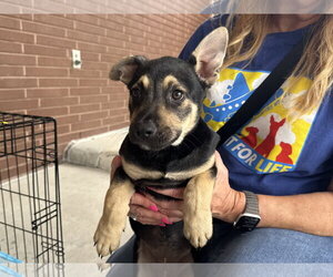 Labrador Retriever-Unknown Mix Dogs for adoption in The Woodlands, TX, USA