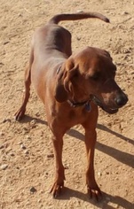 Small Redbone Coonhound