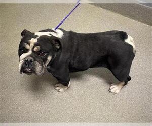 Bulldog-Unknown Mix Dogs for adoption in Las Vegas, NV, USA