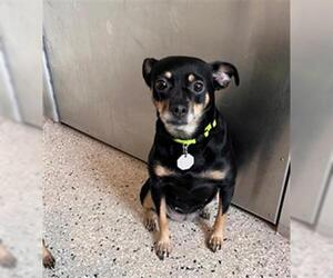 Chihuahua Dogs for adoption in Brighton, CO, USA