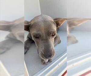 American Pit Bull Terrier Dogs for adoption in Houston, TX, USA