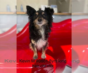 Chion Dogs for adoption in Studio City, CA, USA