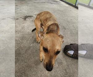 Mutt Dogs for adoption in San Antonio, TX, USA