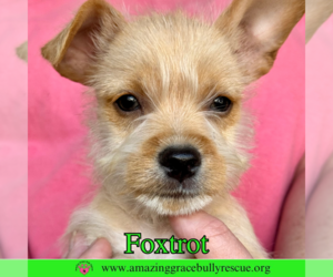 Chihuahua-Unknown Mix Dogs for adoption in Pensacola, FL, USA