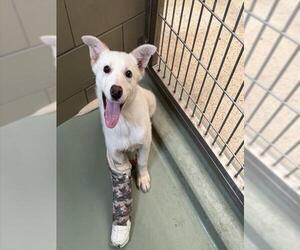 German Shepherd Dog Dogs for adoption in Riverside, CA, USA