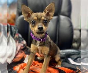 Chihuahua-Unknown Mix Dogs for adoption in Aurora, CO, USA