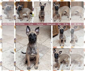 Mutt Dogs for adoption in Mesa, AZ, USA