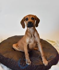 Labloodhound Dogs for adoption in Oxford, MI, USA