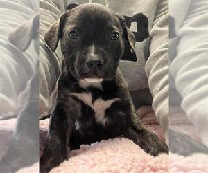 American Pit Bull Terrier Dogs for adoption in Stockton, CA, USA