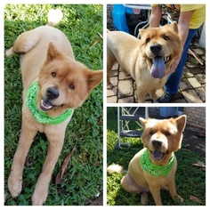 Chow Chow Dogs for adoption in Randallstown, MD, USA