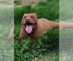 American Pit Bull Terrier-Unknown Mix Dogs for adoption in Fayette, MO, USA