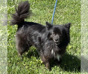 Schip-a-Pom Dogs for adoption in Batavia, OH, USA