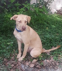 Borador Dogs for adoption in Brooksville, FL, USA
