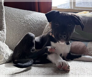 Labrador Retriever-Unknown Mix Dogs for adoption in Aurora, CO, USA