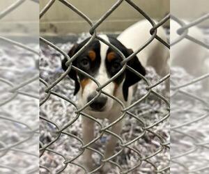 Mutt Dogs for adoption in Anchorage, AK, USA