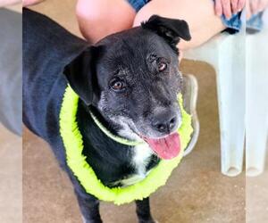 Labrador Retriever-Unknown Mix Dogs for adoption in Fort Walton Beach, FL, USA