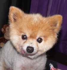 Pomeranian Dogs for adoption in REDDING, CA, USA
