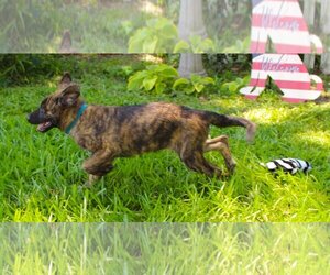 Dutch Shepherd -Unknown Mix Dogs for adoption in Holly Hill, SC, USA