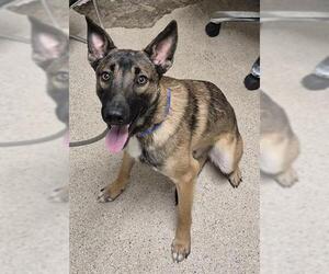 German Shepherd Dog Dogs for adoption in Bakersfield, CA, USA