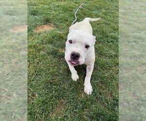 American Pit Bull Terrier Dogs for adoption in Bakersfield, CA, USA
