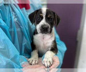 Pointer-Unknown Mix Dogs for adoption in Raleigh, NC, USA