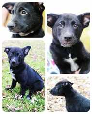 Shepradors Dogs for adoption in White River Junction, VT, USA
