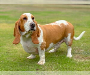 Medium Photo #5 Basset Hound Puppy For Sale in PIPE CREEK, TX, USA