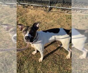 American Staffordshire Terrier Dogs for adoption in Derwood, MD, USA