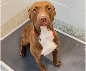 American Pit Bull Terrier-Unknown Mix Dogs for adoption in Houston, TX, USA