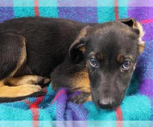 Mutt Dogs for adoption in Thief River Falls, MN, USA