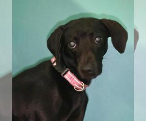 Dachshund-Unknown Mix Dogs for adoption in San Antonio, TX, USA