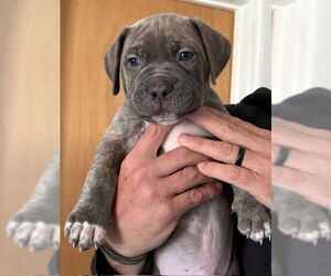 Plott Hound-Unknown Mix Dogs for adoption in Holly Springs, NC, USA
