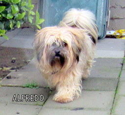 Lhasa Apso Dogs for adoption in Lindsay, CA, USA