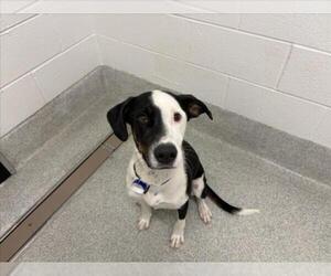 Border Collie-Unknown Mix Dogs for adoption in Fort Collins, CO, USA
