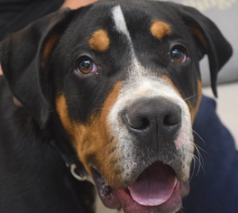 Greater Swiss Mountain Dog Dogs for adoption in West Hollywood, CA, USA